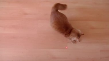 Kırmızı bir kedi evde lazerle oynuyor, zıplıyor, daireler çiziyor, patileriyle kırmızı ışığı yakalıyor. Şirin tüylü hayvanlar. Kedi ailesi. Kırmızı ve kahverengi kediler.
