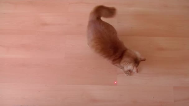 Eine Rote Katze Spielt Hause Mit Einem Laser Springt Läuft — Stockvideo