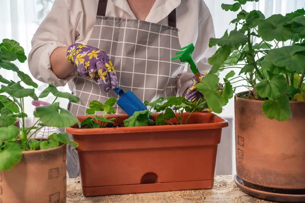 A florist woman replants, leaves, takes care of, creates a beautiful planter from pilargonium flowers. Beautiful fresh bouquet. Education, master classes and floristry courses. European flower — Stock Photo, Image