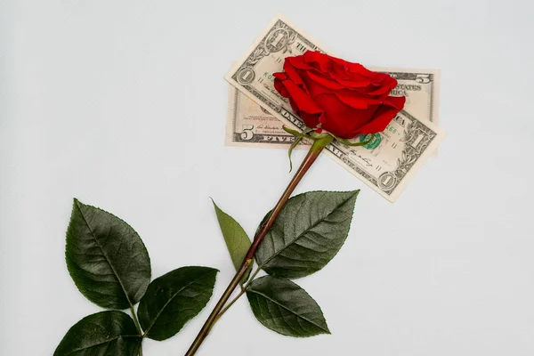 Een Rode Roos Ligt Dollarbiljetten Een Witte Achtergrond Van Tafel — Stockfoto