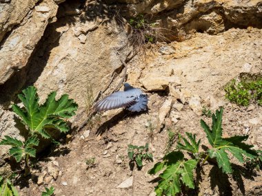 Yalnız bir güvercin kayalara tırmanıyor.