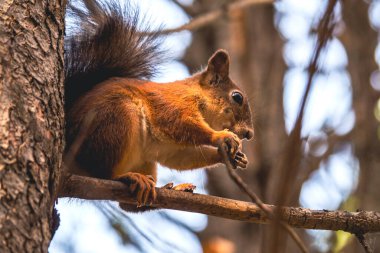 Sonbahar mevsiminde parkta bir portakal sincabı ağaçta oturur ve fındık yer..