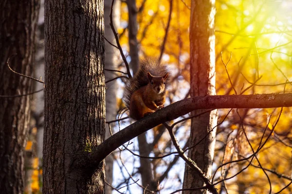 Ein Orangefarbenes Eichhörnchen Sitzt Herbst Park Auf Einem Baum — Stockfoto