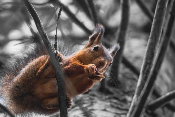 Ein Orangefarbenes Eichhörnchen Sitzt Herbst Park Auf Einem Baum Und — Stockfoto