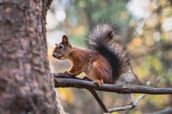 Ein Orangefarbenes Eichhörnchen Sitzt Herbst Park Auf Einem Baum — Stockfoto