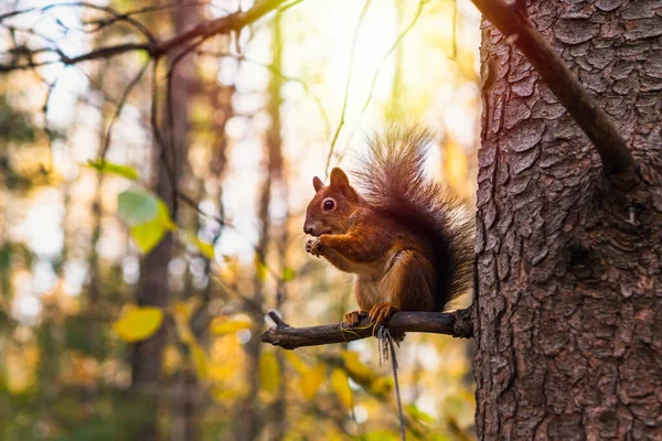 Una Ardilla Naranja Parque Temporada Otoño Sienta Árbol Come Nueces — Foto de Stock