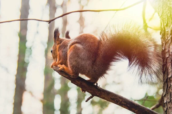 Uno Scoiattolo Arancione Nel Parco Nella Stagione Autunnale Siede Albero — Foto Stock