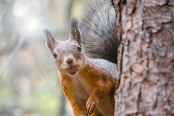 Ein Orangefarbenes Eichhörnchen Sitzt Herbst Park Auf Einem Baum Und — Stockfoto