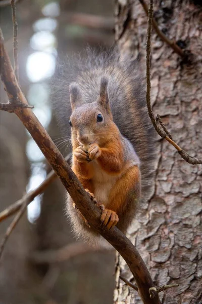 Una Ardilla Naranja Parque Temporada Otoño Sienta Árbol Come Nueces — Foto de Stock