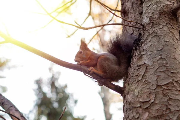 One Orange Squirrel Park Autumn Season Sits Tree Eats Nuts — Stock Photo, Image