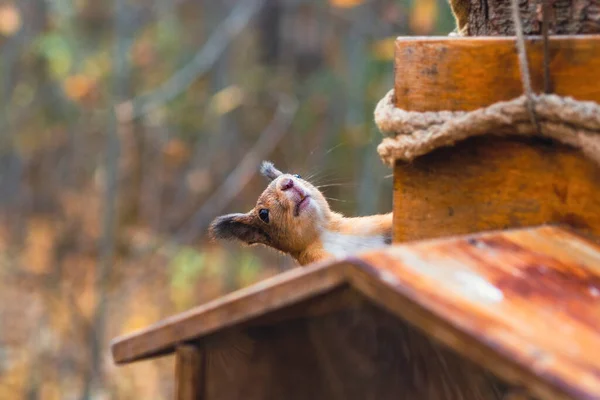 Ein Orangefarbenes Eichhörnchen Park Schaut Herbst Hinter Dem Futterhäuschen Hervor — Stockfoto