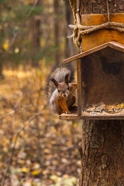 Ein Orangefarbenes Eichhörnchen Park Holt Der Herbstzeit Nüsse Aus Dem — Stockfoto