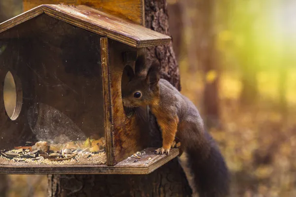 Ein Orangefarbenes Eichhörnchen Park Holt Der Herbstzeit Nüsse Aus Dem — Stockfoto