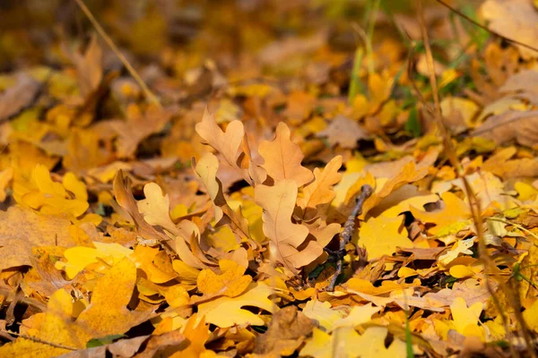 黄色和橙色橡木落叶在地面上的全屏 — 图库照片