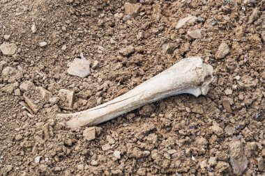 Vahşi bir hayvanın beyaz bir kemiği bir tarlada yerde yatıyor..