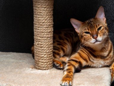 Soylu bir Bengal kedisi, yüksek bir tırmalama direğinin rafında siyah bir duvara yaslanmış bir şekilde uyuyakalır. Tasasız ve gündüz eğlencesi konsepti..