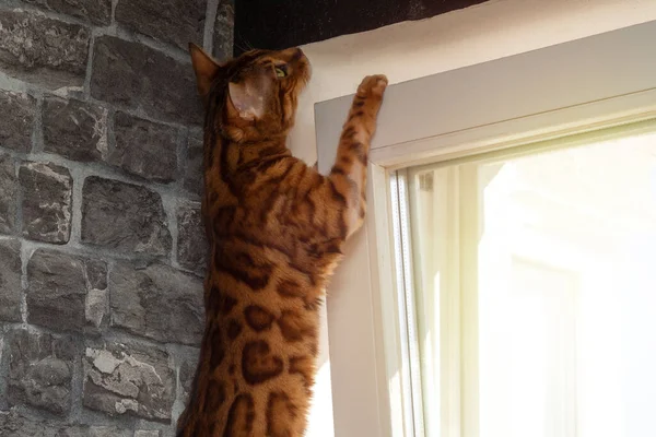 Gato Raza Pura Bengala Está Tratando Salir Una Ventana Plástico — Foto de Stock