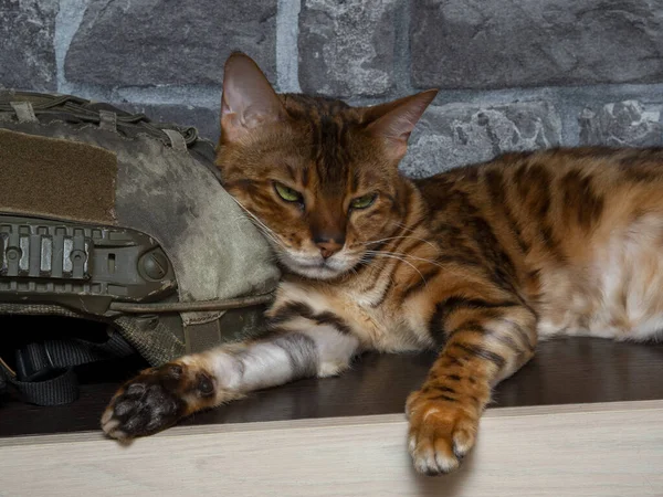 Gato Bengala Descansa Duerme Estante Acostado Casco Táctico Militar Concepto — Foto de Stock
