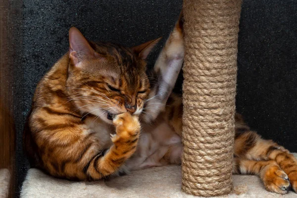 A purebred Bengal cat licks a paw damaged at the point of claws on the shelf of a scratching post against a black wall.