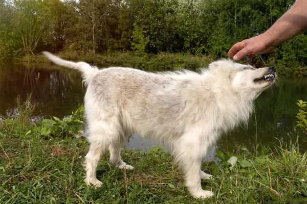 Man Stryker Stor Glad Och Glad Vit Fluffig Hund Huvudet — Stockfoto