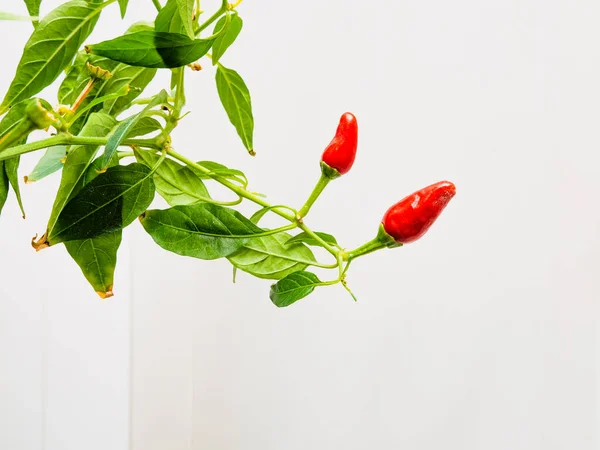 Arbusto Capsicum Vermelho Peitoril Janela Branco Cultivado Casa — Fotografia de Stock
