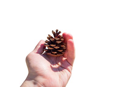 Bir adam elinde beyaz izole bir arka planda bir köknar konisi tutar..