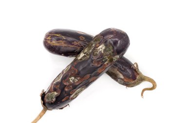 İki çürümüş mor patlıcan beyaz arka planda izole edilmiş kuru bir sapı var..