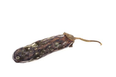 Beyaz arka planda izole edilmiş kuru saplı çürük mor bir patlıcan..