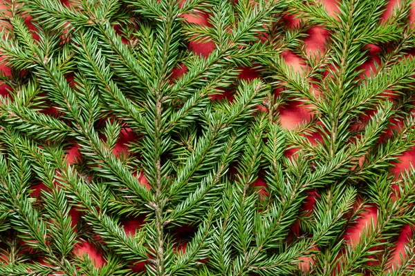 Счастливого Рождественского Деревянного Фона Зеленой Елкой Красном Столе Крупным Планом — стоковое фото