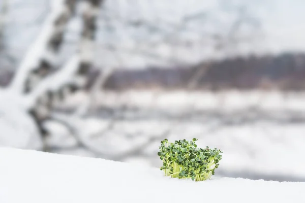 Mikrozöld Fehér Téli Hóban Tavasz Kezdete Egészséges Táplálkozás Fogalma Vegetáriánus — Stock Fotó
