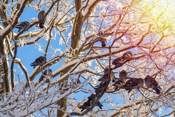 Városi Galambok Télen Sütkéreznek Napfényben Egy Városfa Ágain Egy Csapat — Stock Fotó