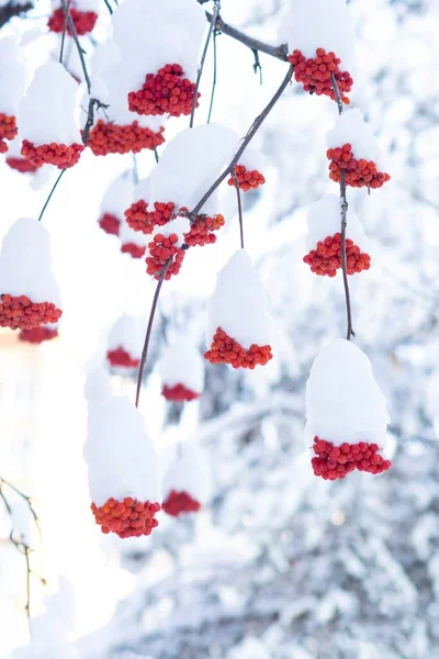 Téli Parkban Vörös Fürtöket Hósapka Borítja — Stock Fotó