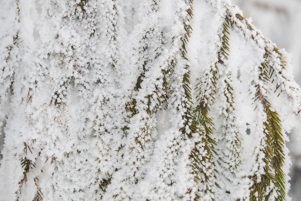Egy Karácsonyfa Ágát Borítja Közelről Lucfenyő Hóesés Idején — Stock Fotó