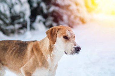Hunting Russian hound dog on the background of a winter forest. A thin, emaciated mongrel freezes on the road.
