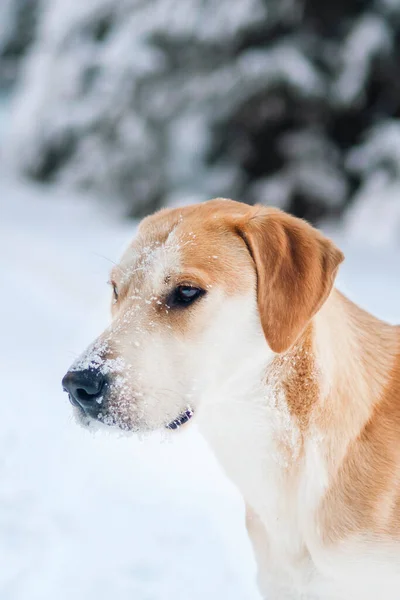 Hunting Russian Hound Dog Background Winter Forest Thin Emaciated Mongrel — Stock Photo, Image