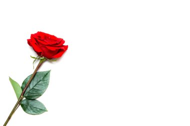 A red rose with green leaves lies on a white background. Copy space with one flower, banner. The concept of a place for congratulations.