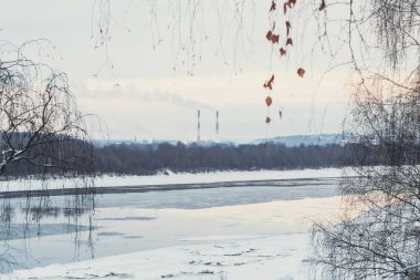 Beautiful birches trees on the bank of the Vyatka river. Winter or spring landscape during an ice drift.
