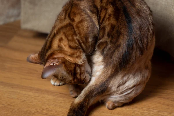 Bengal Cat Licks Its Fur Bites Fleas Concept Infecting Skin — Foto de Stock