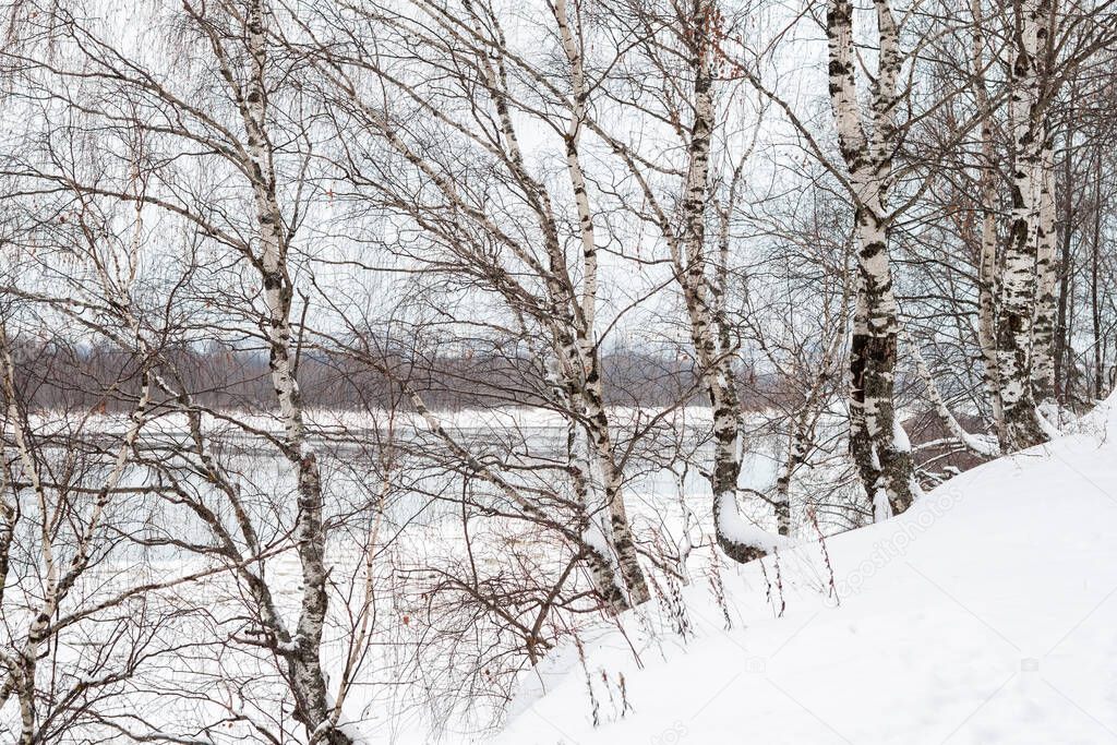 Beautiful birches trees on the bank of the Vyatka river. Winter or spring landscape during an ice drift.