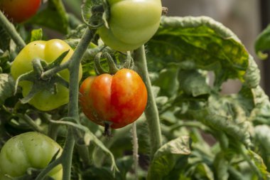 Bahçedeki serada kırmızı ve yeşil domatesler yetişiyor. Çiftçilik ve bahçıvanlık kavramı.