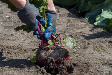 İş eldivenli bir kadın bahçeden dev bir pancar kökü topluyor. Kendi sebzelerinizi yetiştirme fikri.