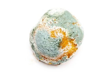 Beyaz arka planda tamamen yeşil küfle kaplı bir portakal meyvesi. Süresi dolmuş bozuk ürünler kavramı.