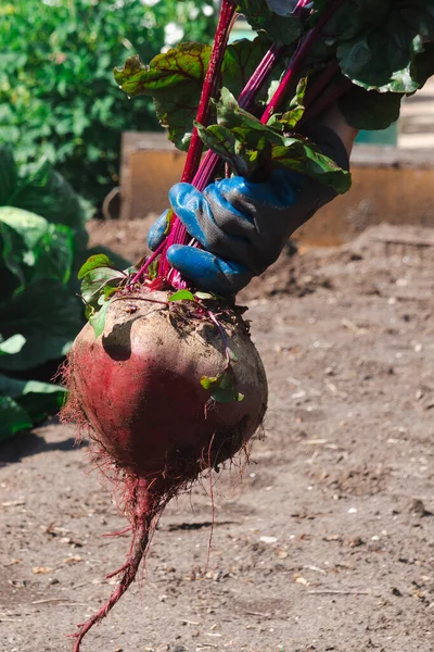 Uma Mulher Luvas Trabalho Colhe Uma Beterraba Gigante Jardim Conceito — Fotografia de Stock