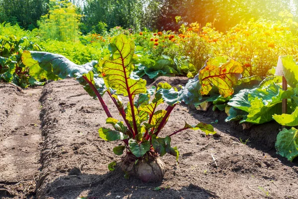 Beterraba Gigante Uma Grande Beterraba Solitária Cresce Uma Cama Jardim — Fotografia de Stock