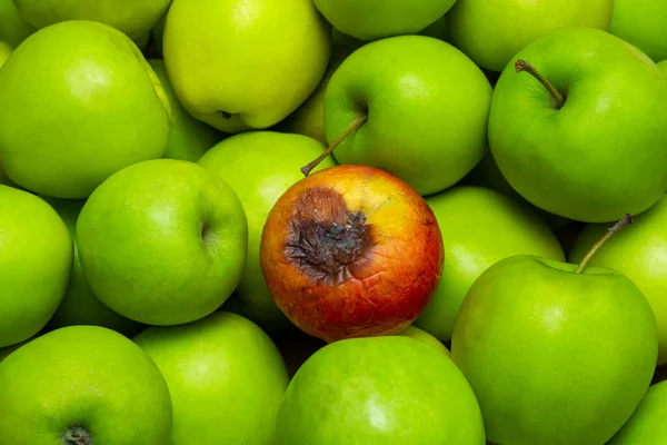 Une Pomme Rouge Pourrie Trouve Parmi Les Pommes Vertes Mûres — Photo