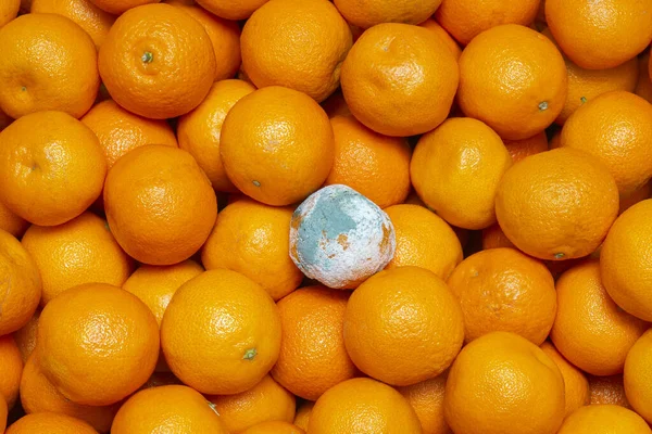 One rotten, mold covered tangerine lies among ripe and healthy mandarin. The concept of contamination and expired food products.
