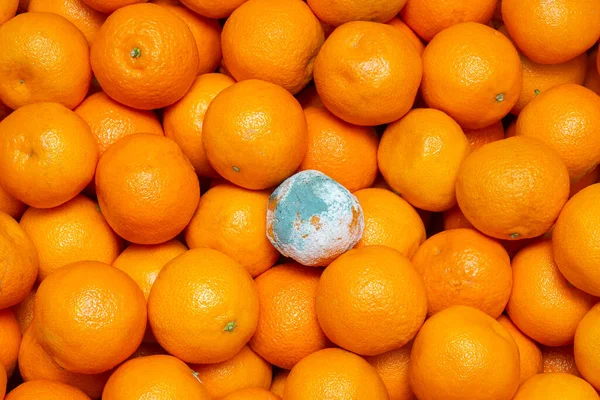 Çürümüş, küflenmiş bir mandalina olgun ve sağlıklı bir mandalinanın arasında yatıyor. Kirlilik ve tarihi geçmiş gıda ürünleri kavramı.