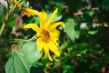 Yeşil yaprak bahçesinin arka bahçesinde parlak sarı bir ayçiçeği.