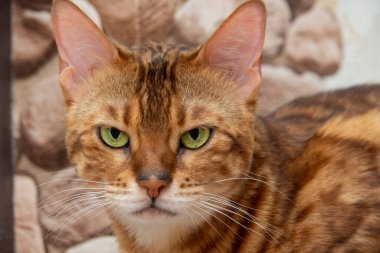 Kızgın bir Bengal kedisinin ağzı. Yaklaş, portre. Depresyon ve öfke kavramları.