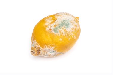Beyaz arka planda çürümüş, çürümüş, gevşek, yeşil ve beyaz küflü bir meyve. Şımarık, sağlıksız, sarı turunçgil limonu. Tarihi geçmiş gıda ürünleri kavramı.